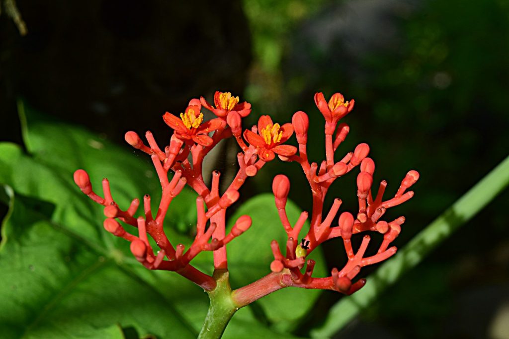 a close-up of a red flower